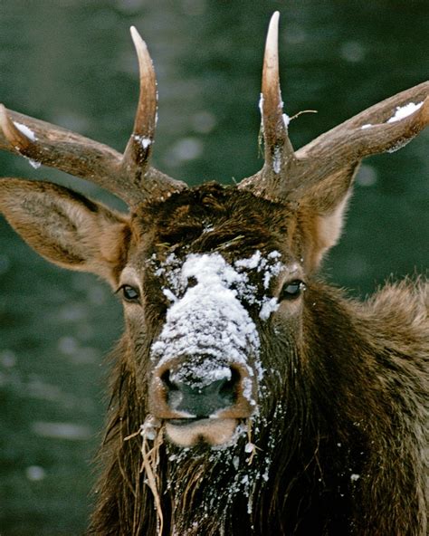 National Geographic TV On Twitter Portrait Of A Wapiti Or Elk