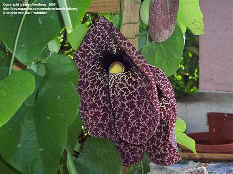 Plantfiles Pictures Dutchman S Pipe Aristolochia Trilobata By