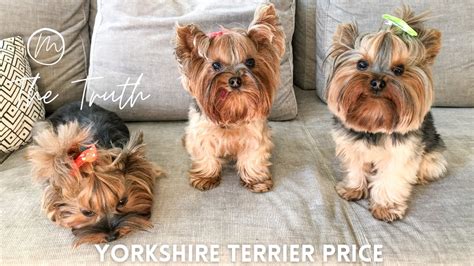 How Much Do Yorkie Terriers Cost