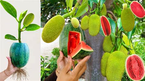 Unique Technique Grafting Jackfruit And Watermelon With Banana How