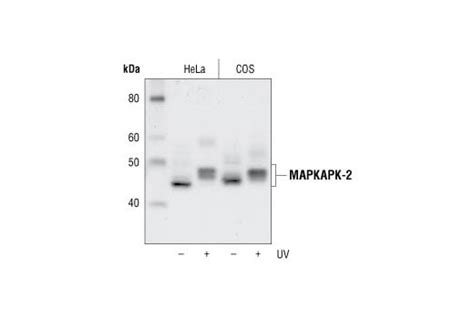 mapkapk  antibody cell signaling technology