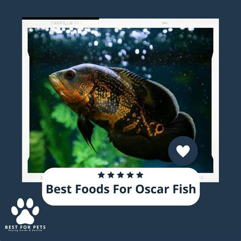 The 10 Best Foods For Oscar Fish - BestForPets.org