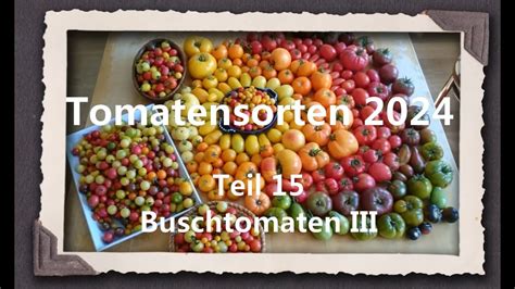 Tomatensorten 2024 Teil 15 Buschtomaten III YouTube