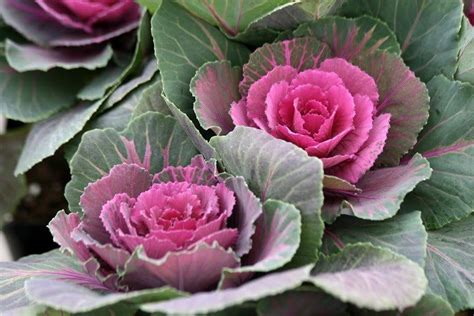 Ornamental Cabbage Kale THGC