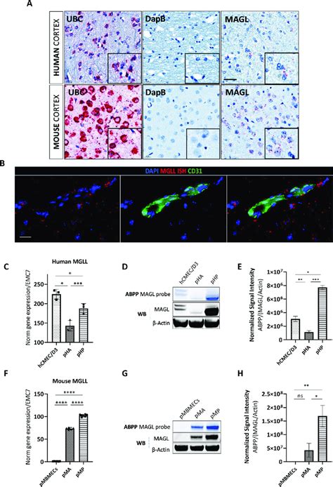 Magl Is Expressed In The Human And Mouse Cortex And Is Active At The