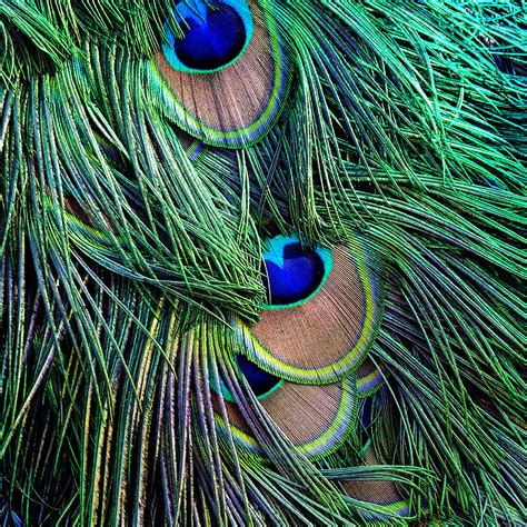 simple close cropping tips  beautiful iphone