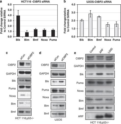 Regulation Of Bh Only Genes By Arf And Ctbp Rna Isolated After Ctbp