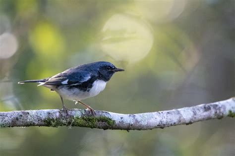 Black-throated Blue Warbler