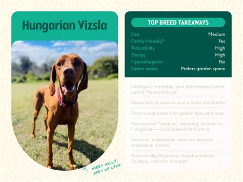 Your holistic guide to owning a Hungarian Vizsla | Lyka Blog