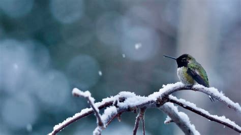 Help Them Survive 12 Tips To Help Hummingbirds In Winter