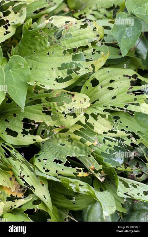 Slug pest damage garden hi-res stock photography and images - Alamy