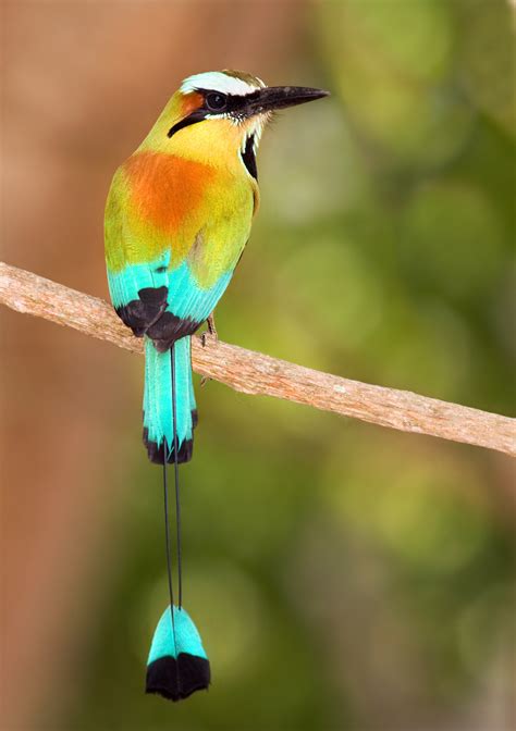 Turquoise-browed Motmot | Animal Database | Fandom powered by Wikia