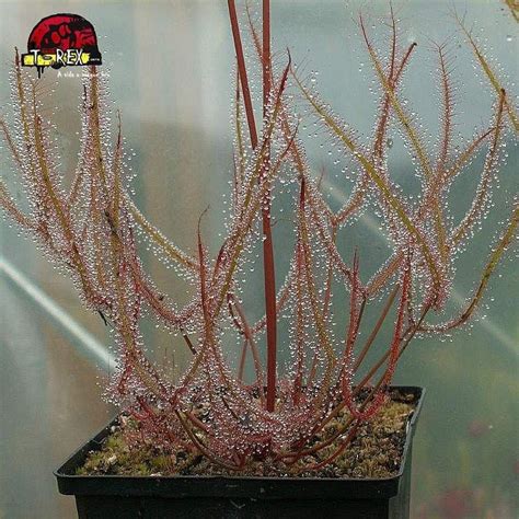 Compre agora a sua planta carnívora Drosera Binata