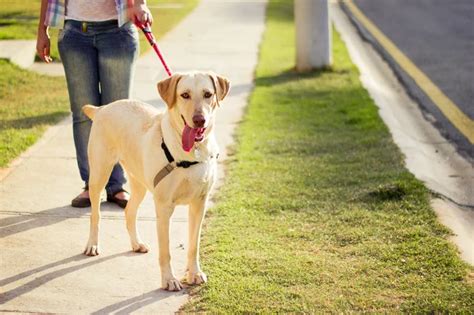 Como Saber Se O Cio Da Cadela Acabou Blog Da Cobasi