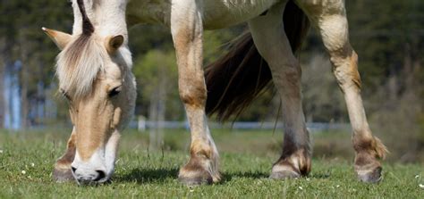 Fjord Horse Breed Profile - Size & Character - wehorse Blog