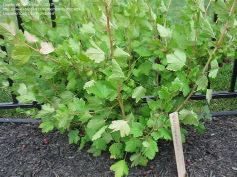 Plantfiles Pictures Gooseberry Pixwell Ribes By Drobarr