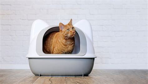 Petsmart Litter Box [The Ultimate Guide Updated] - Petsmartgo