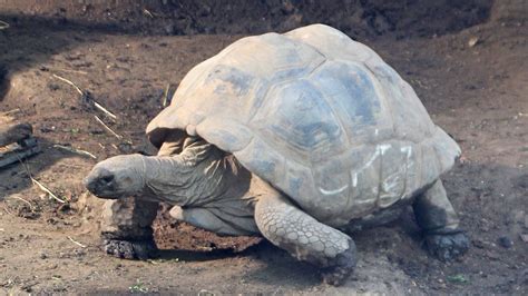 Insolite Voici La Plus Grande Tortue Au Monde