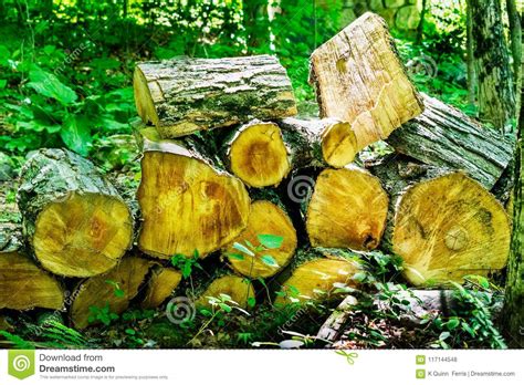 A Pile Of Cut Logs For Firewood Stock Photo Image Of Logs Split