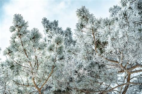 Galhos De Rvores Congelados Cobertos De Neve Branca Lindas Maravilhas