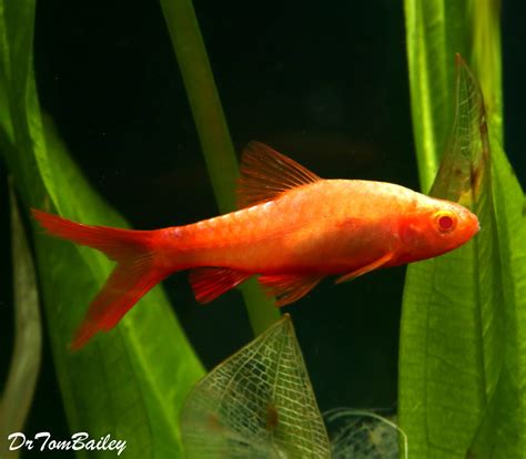 Premium Rare New Red Eye Veiltail Cherry Barb Nano Fish