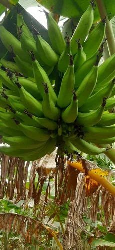 Nendran Banana at ₹ 18/kg | Fresh Fruits in Bengaluru | ID: 2853193740355