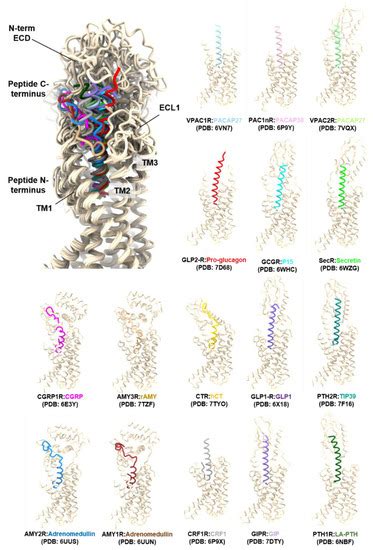 Ijms Free Full Text Targeting Vip And Pacap Receptor Signaling New