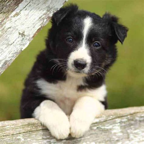 Border Collies Dogs Breed Facts And Information