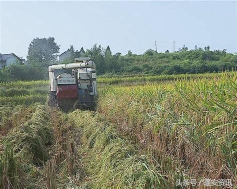 蓬安縣萬畝優質水稻喜獲豐收 每日頭條