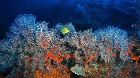 Great Barrier Reef Faces Major Coral Bleaching Crisis Riyadh Report