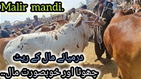 Malir Cattle Mandi Latest Update Chota Mal Munasib Rate Malir