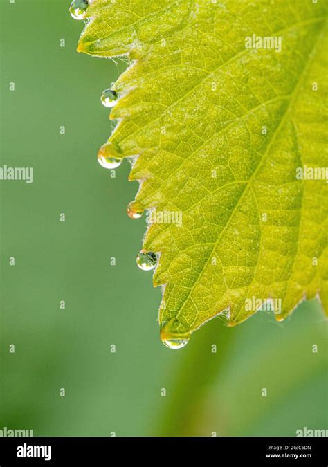 Guttation drops ('dew') on native grape leaves, Los Angeles, California Stock Photo - Alamy