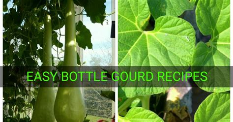 Bottle Gourd Calabash Easy Everyday Recipes With Benefits