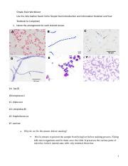 Lab 2 Smear Simple And Negative Stain Lab Quiz Docx Lab 2 Quiz