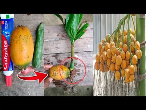 How To Grow Betel Nut Tree Areca Nut Farmingamazing Idea For Belet