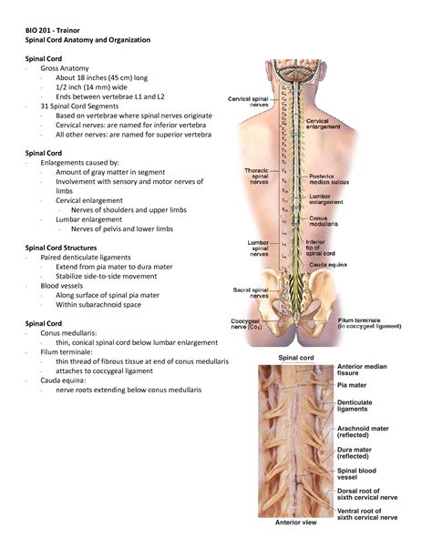 SOLUTION 48749948 Spinal Cord Anatomy And Organization Handouts