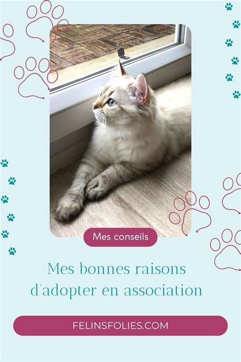 Super Bonnes Raisons D Adopter Un Chat Artofit