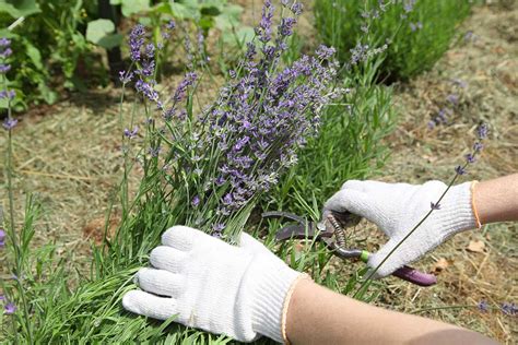 Il Momento Perfetto Per Piantare La Lavanda Consigli Per Coltivarla In