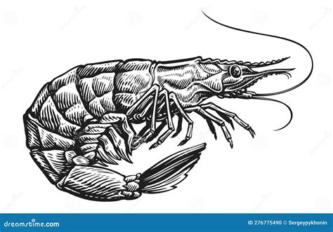 Tiger Shrimp Black And White Vector Illustration Isolated On A White