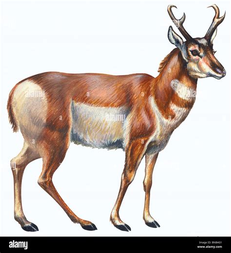 Pronghorn Antelope Drawing