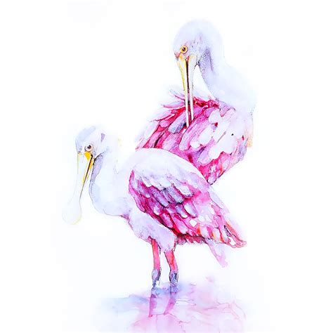 Spoonbills Birds Roseate Spoonbill Watercolour Digital Etsy