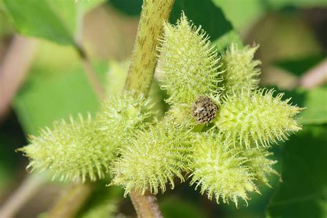 cocklebur poisoning  horses symptoms  diagnosis treatment