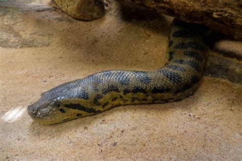 An Big Anaconda Head Close-up Image Stock Photo - Image of aquarium, nature: 239779354