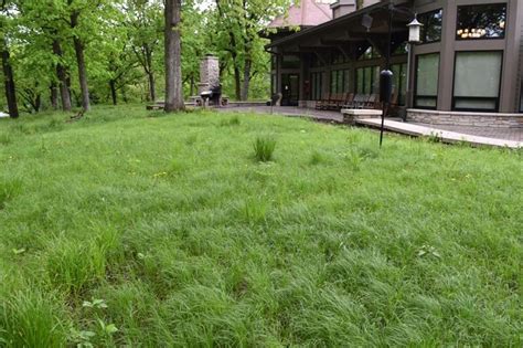 Pennsylvania Sedge (Carex pensylvanica) — Blazing Star Gardens