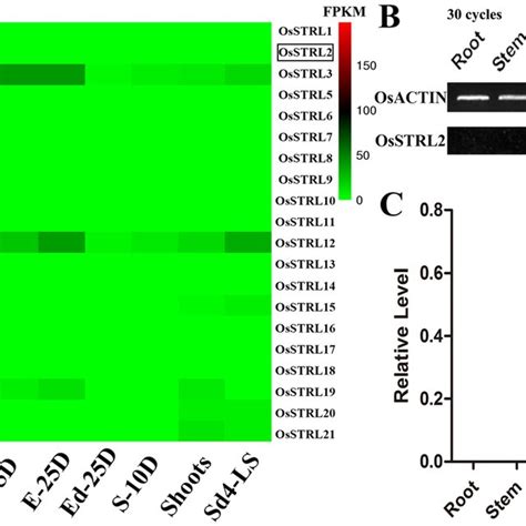 Subcellular Localization Of Osstrl2 Yfp In Tobacco Leaf Epidermal