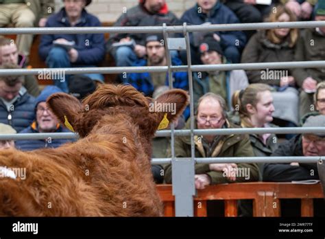 Sale of pedigree Luing cattle at Castle Douglas, spring 2024 Stock ...