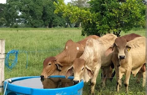 Cayó un 40 la producción lechera en el Tolima CambioIn