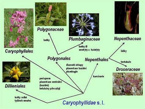 Caryophyllidae - Alchetron, The Free Social Encyclopedia