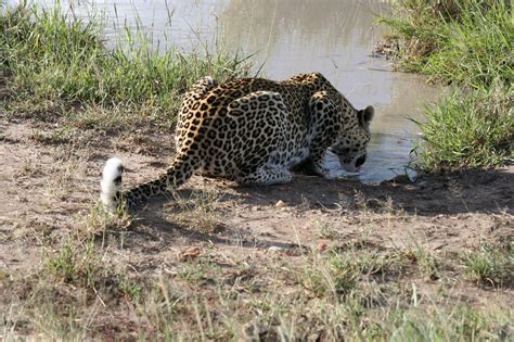 Sironka Tours Safaris Limited