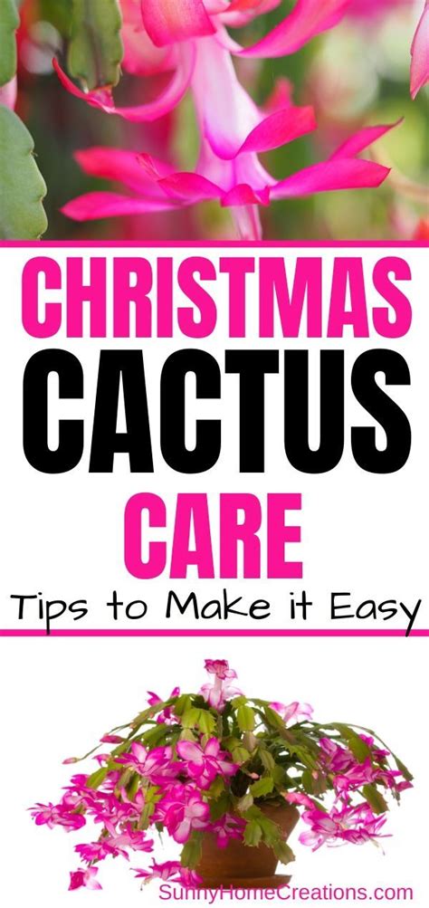 How To Grow And Care For Christmas Cactus Christmas Cactus Christmas Cactus Care Cactus With